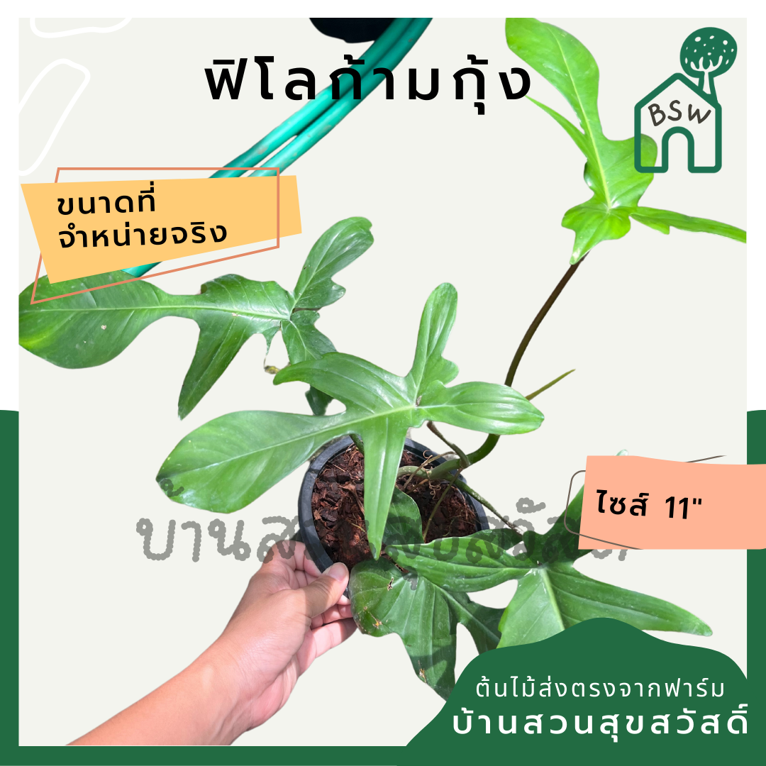 ฟิโลก้ามกุ้งเขียว กระถาง 4 นิ้ว philodendron