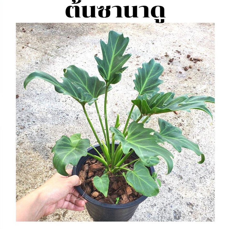 ซานาดู ในกระถางพร้อมตั้ง Philodendron Xanadu