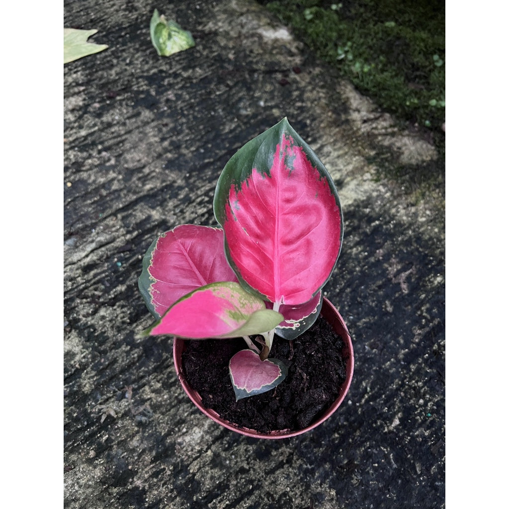 สุขสมใจปอง (Aglaonema) ไม้มงคลในกระถางพร้อมตั้ง