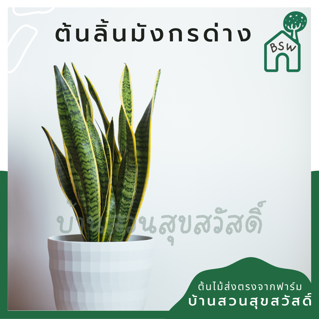 ลิ้นมังกรด่างเหลือง (Sansevieria Trifasciata 'Laurentii') ไม้ฟอกอากาศในถุงดำ