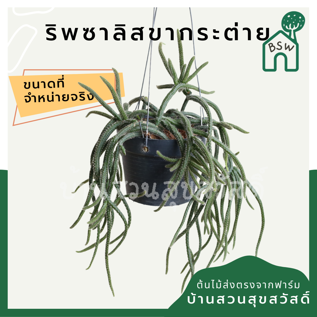 ริพซาลิส ขากระต่าย มาในกระถางพร้อมตั้ง