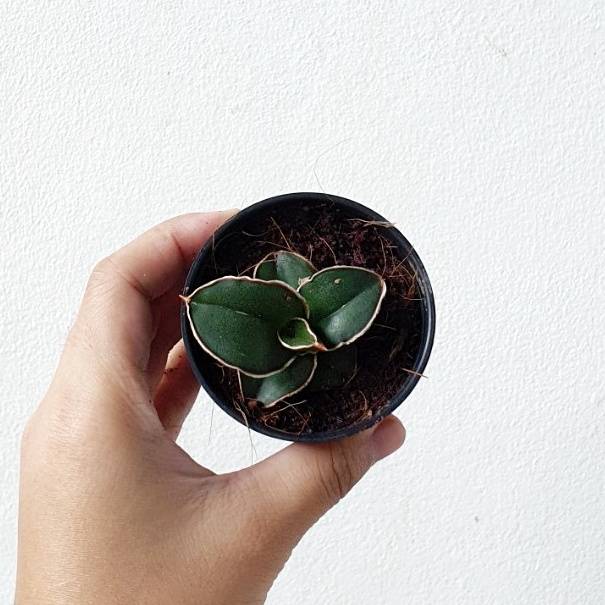 ลิ้นมังกรซามูไร (Sansevieria Ehrebergii) ไม้ฟอกอากาศในกระถาง