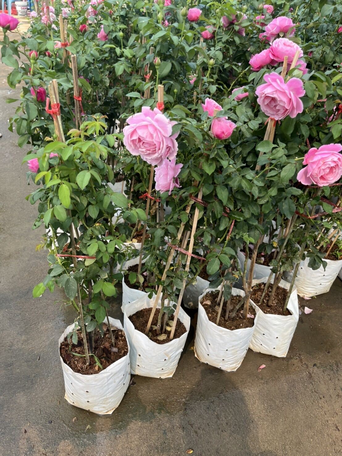 กุหลาบหนู (Rosa 'Miniature') ไม้ดอกสวยในกระถางพร้อมตั้ง