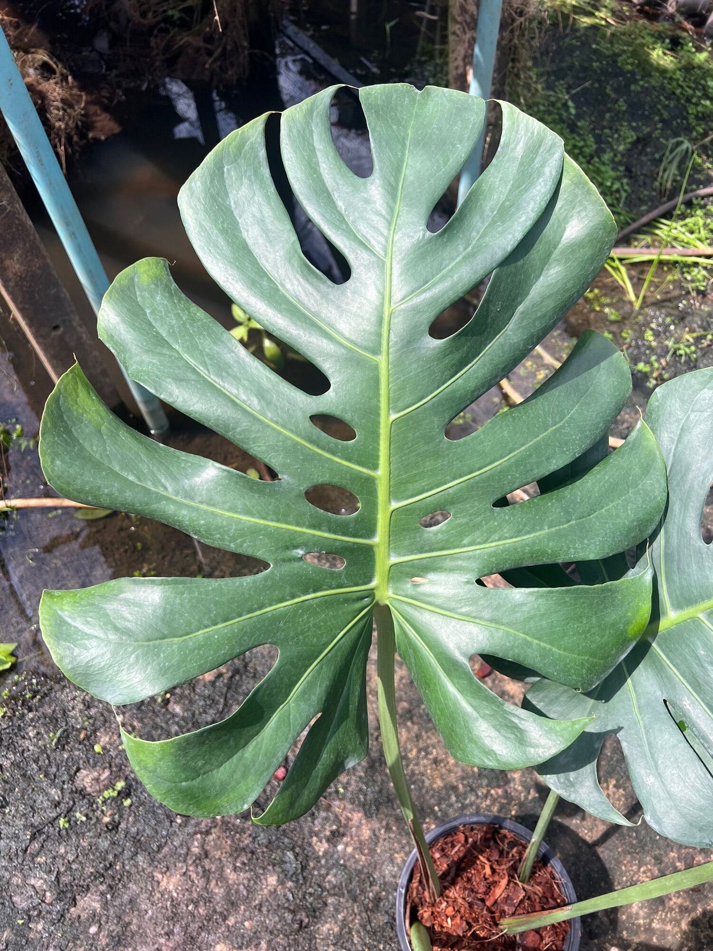 Monsere Deliciosa Gaint มอนสเตอร่า ไจแอนท์ (วางข้อใบใหญ่แฉกแล้ว)