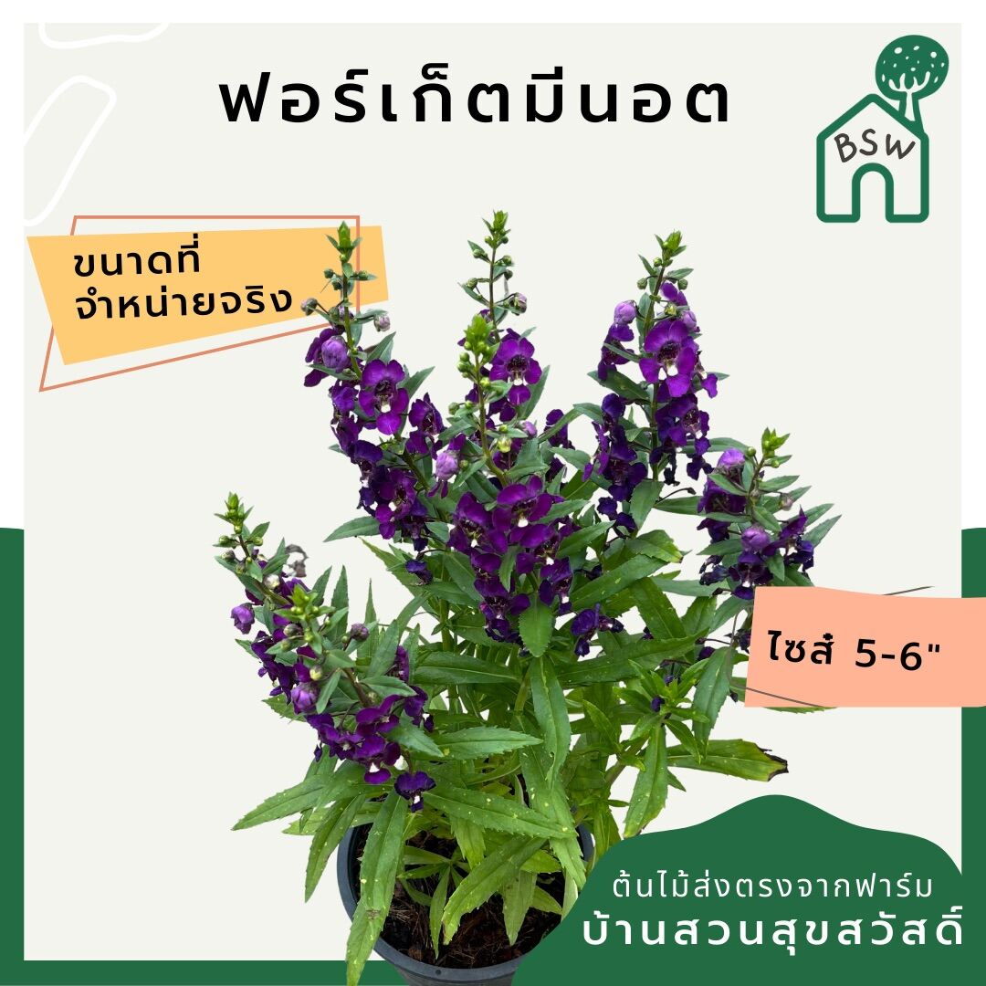 ฟอร์เก็ตมีน็อต (Myosotis Sylvatica) ไม้ดอกความหมายดีในกระถางพร้อมตั้ง