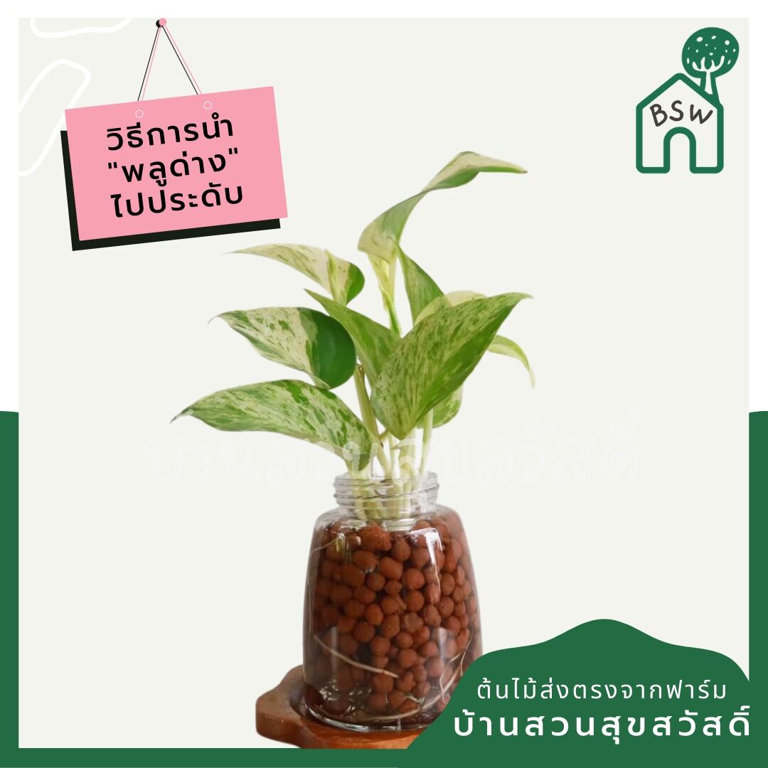 พลูด่างราชินีหินอ่อน (Epipremnum Aureum 'Marble Queen') ไม้ฟอกอากาศในกระถาง 3 นิ้ว