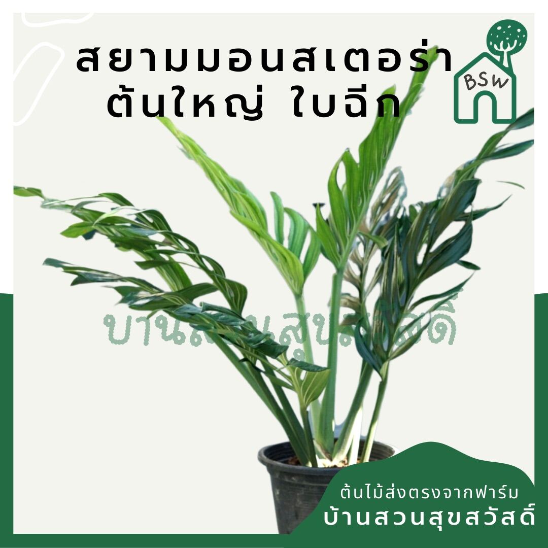 สยามมอนสเตอร่า (Monstera Thai Constellation) ไม้ใบใหญ่ในกระถางพร้อมตั้ง