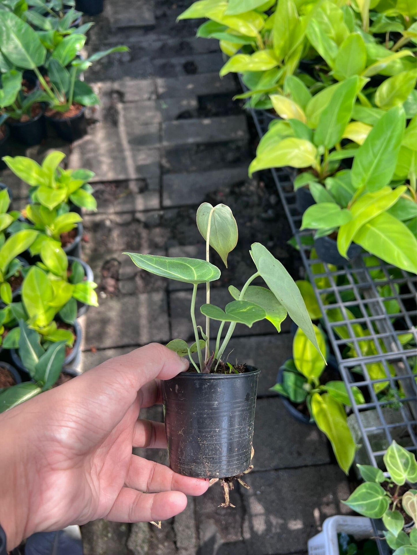 หน้าวัวหัวใจ (Anthurium) ไม้ดอกสวยในกระถาง 3 นิ้ว