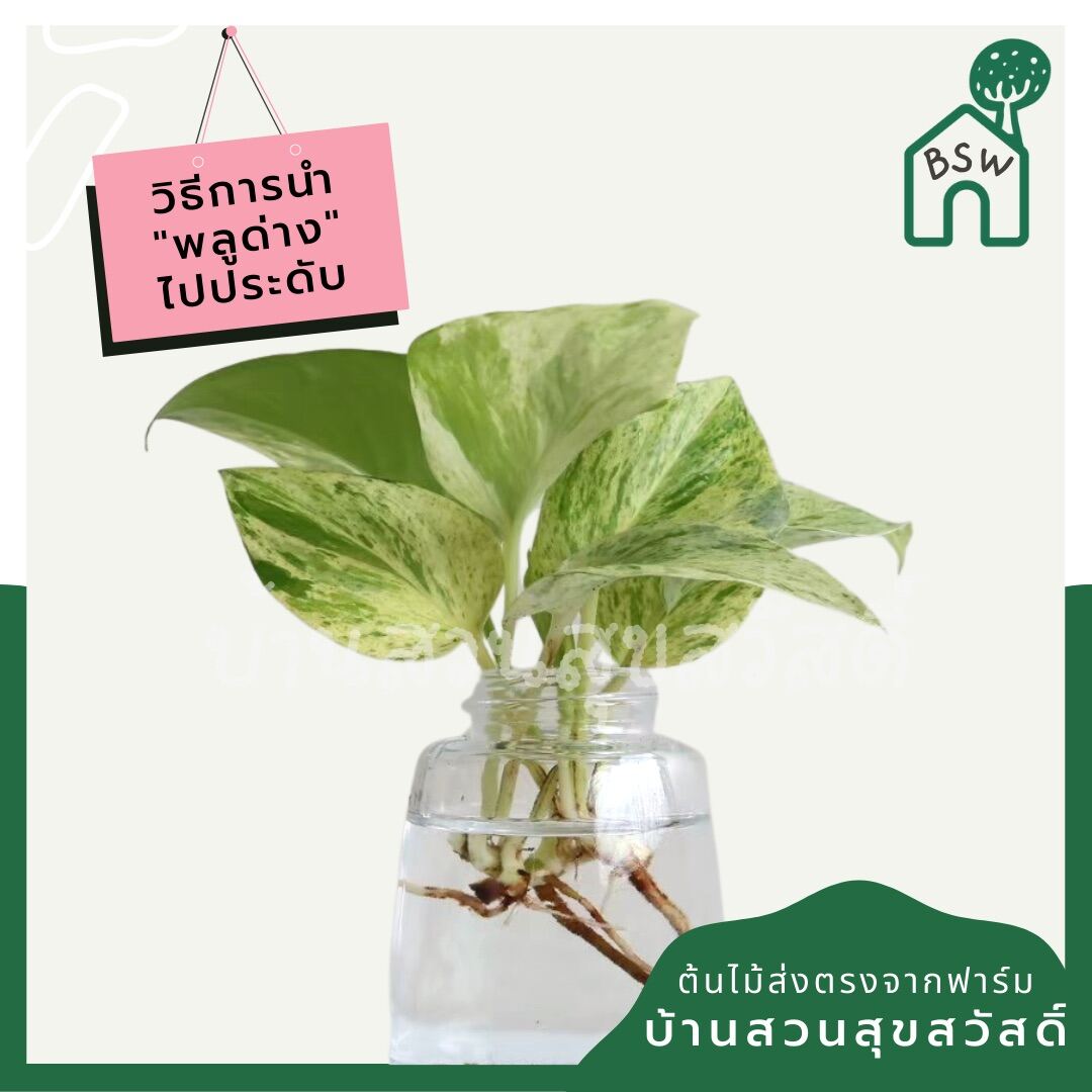 พลูด่างราชินีหินอ่อน (Epipremnum Aureum 'Marble Queen') ไม้ฟอกอากาศในกระถาง 3 นิ้ว