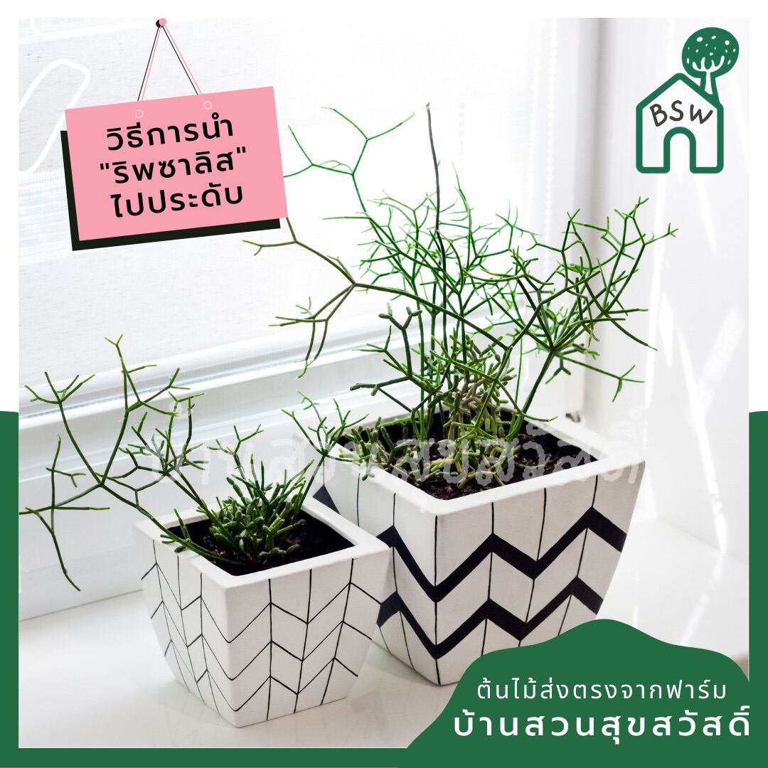 ริพซาลิส ป็อบอาย ในกระถาง 4 นิ้ว Rhipsalis