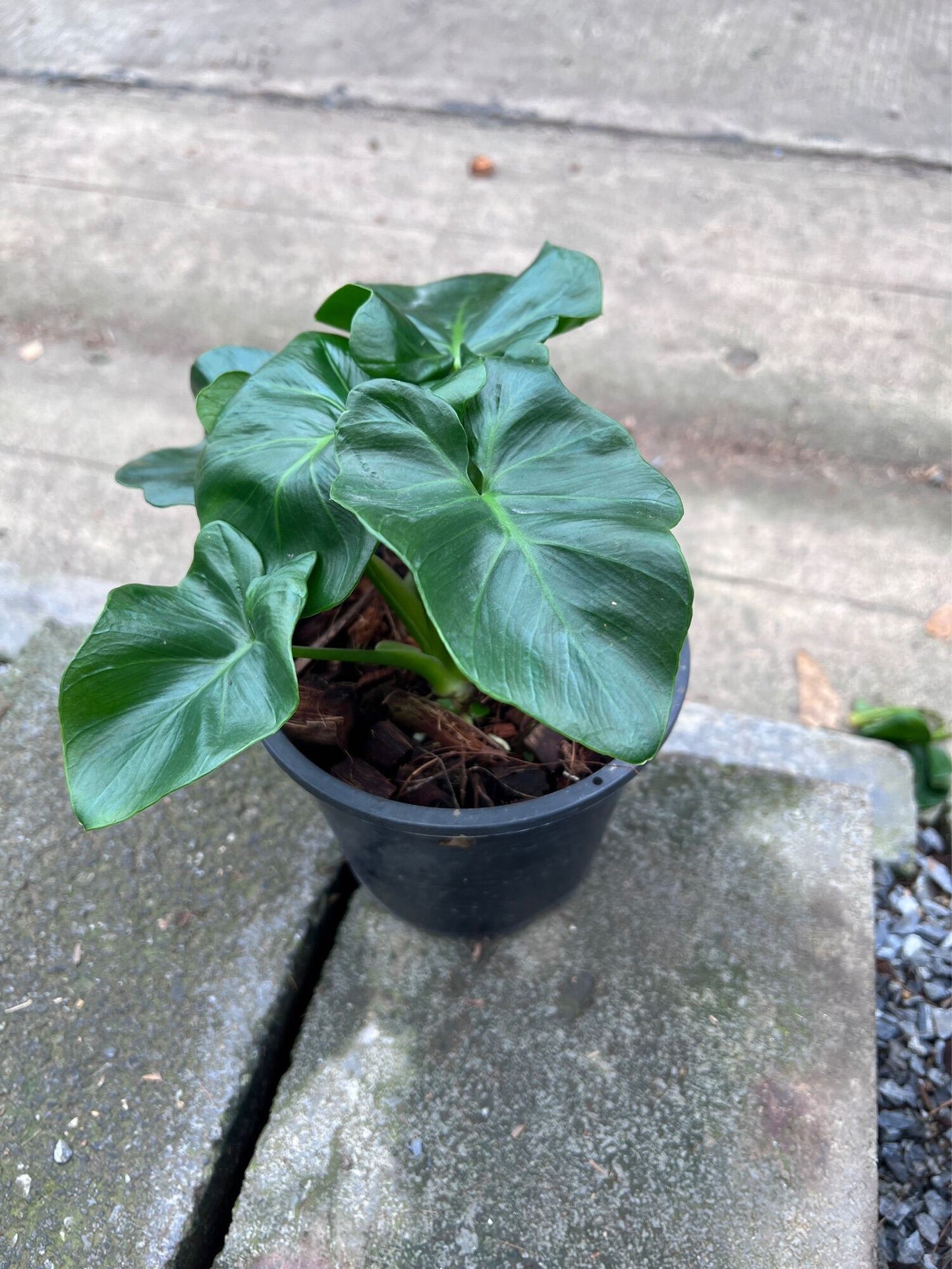 ฟิโลอะตอม (Philodendron 'Atom') ไม้ฟอกอากาศในกระถาง 5-6 นิ้ว