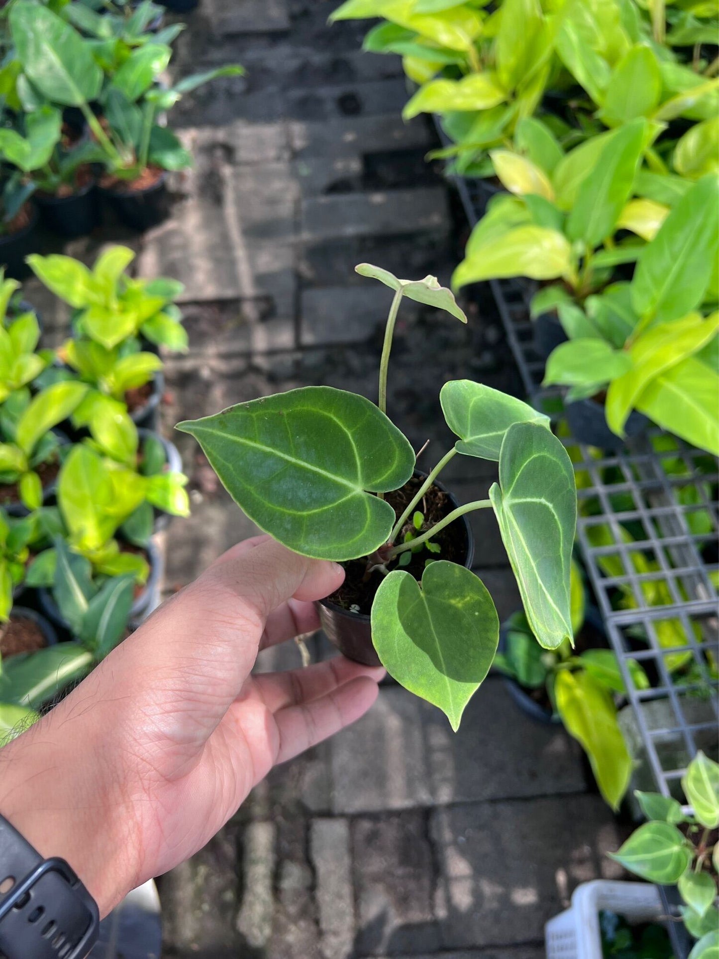 หน้าวัวหัวใจ (Anthurium) ไม้ดอกสวยในกระถาง 3 นิ้ว