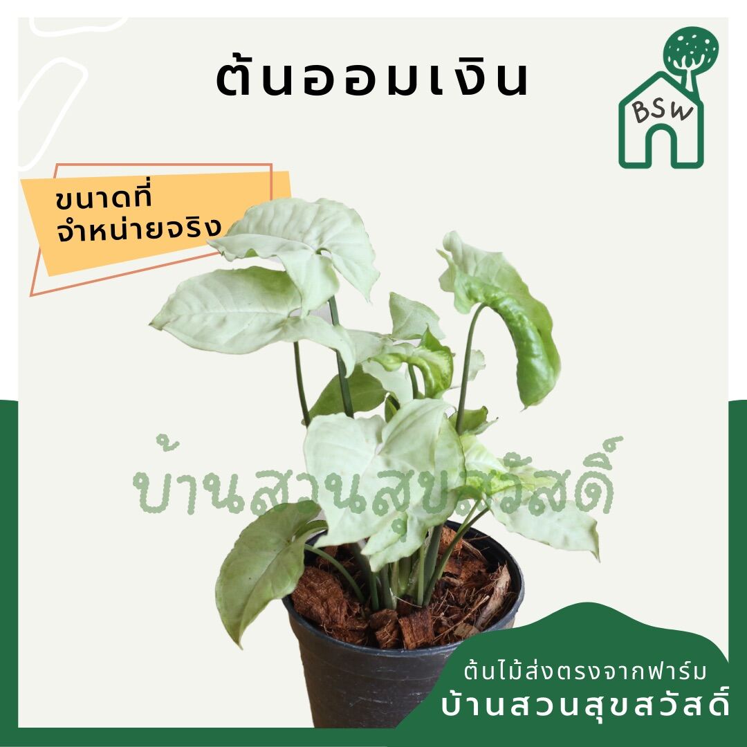 ออมเงิน (Syngonium Podophyllum) ไม้มงคลเรียกทรัพย์ในกระถาง 5-6 นิ้ว