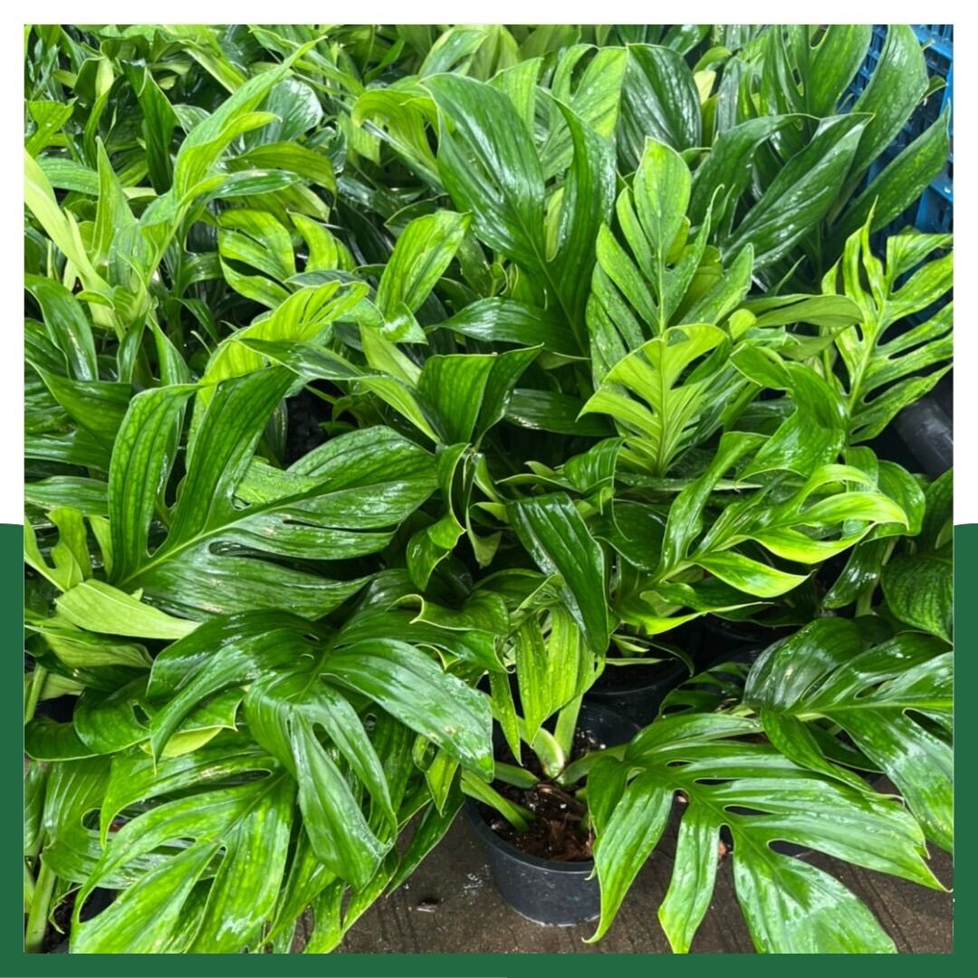 สยามมอนสเตอร่า (Monstera Thai Constellation) ไม้ฟอกอากาศในกระถาง 8 นิ้ว