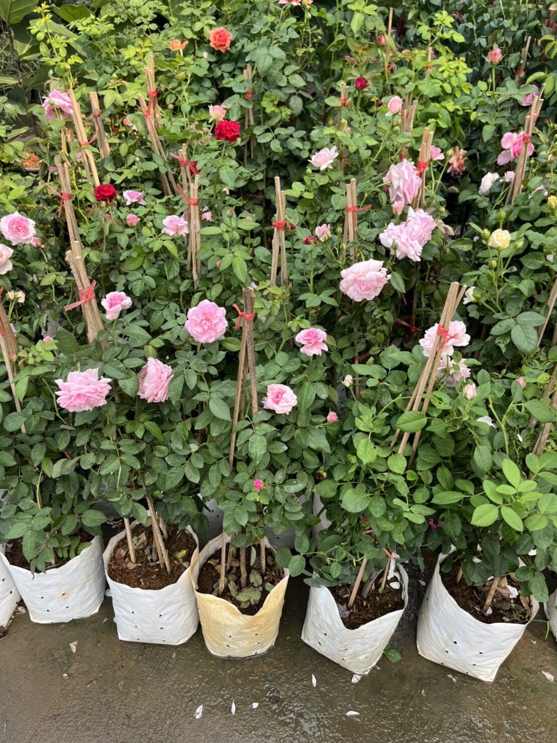 กุหลาบหนู (Rosa 'Miniature') ไม้ดอกสวยในกระถางพร้อมตั้ง