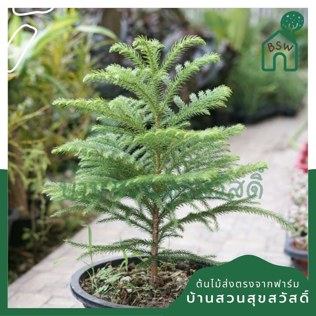 สนฉัตร มาในกระถาง 8 นิ้ว พร้อมตั้ง จัดสวนสวย สไตล์อังกฤษ ทนแดดได้ดี
