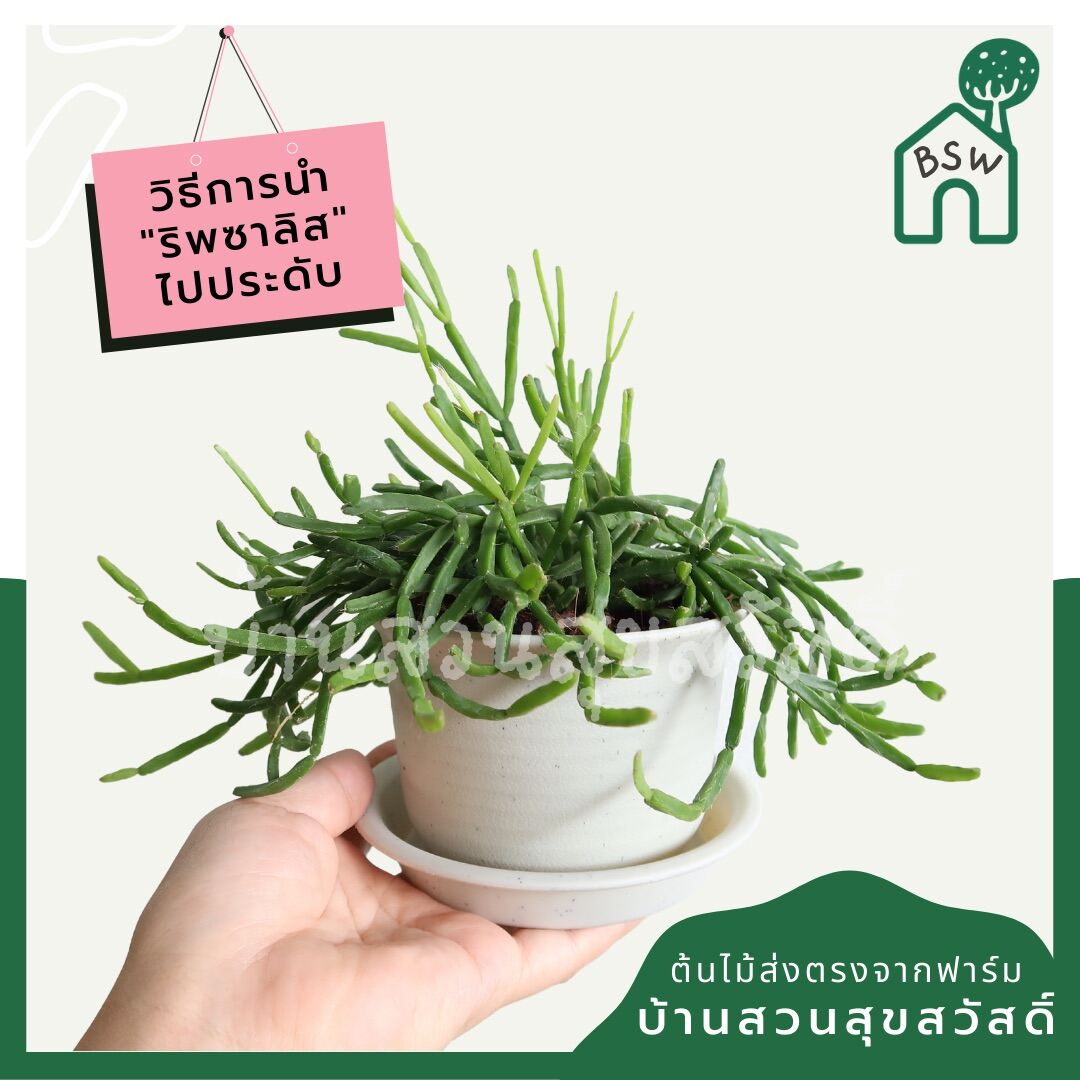 ริพซาลิสก้ามกุ้ง ในกระถาง 4 นิ้ว Rhipsalis