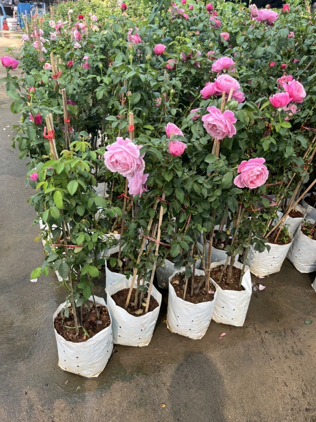 กุหลาบหนู (Rosa 'Miniature') ไม้ดอกสวยในกระถางพร้อมตั้ง