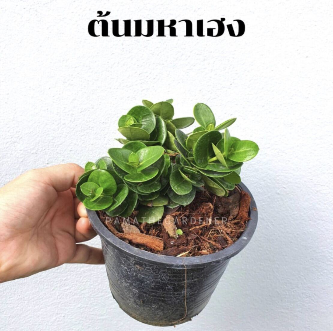 มหาเฮง (Aglaonema 'Mahaheng') ไม้มงคลในกระถาง 4, 6 นิ้ว