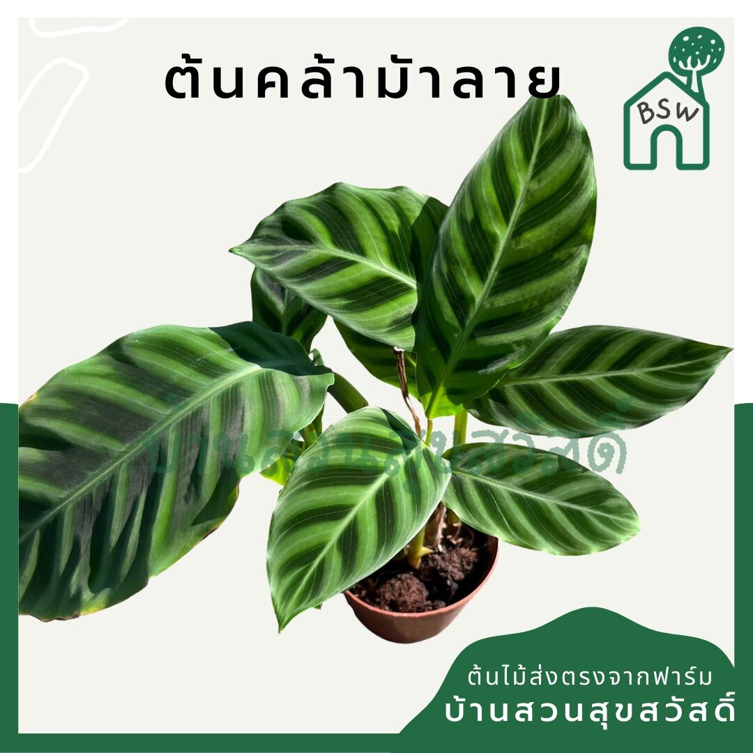 คล้าม้าลาย (Calathea Zebrina) ไม้ใบลายสวยมาก มาในกระถางพร้อมตั้ง