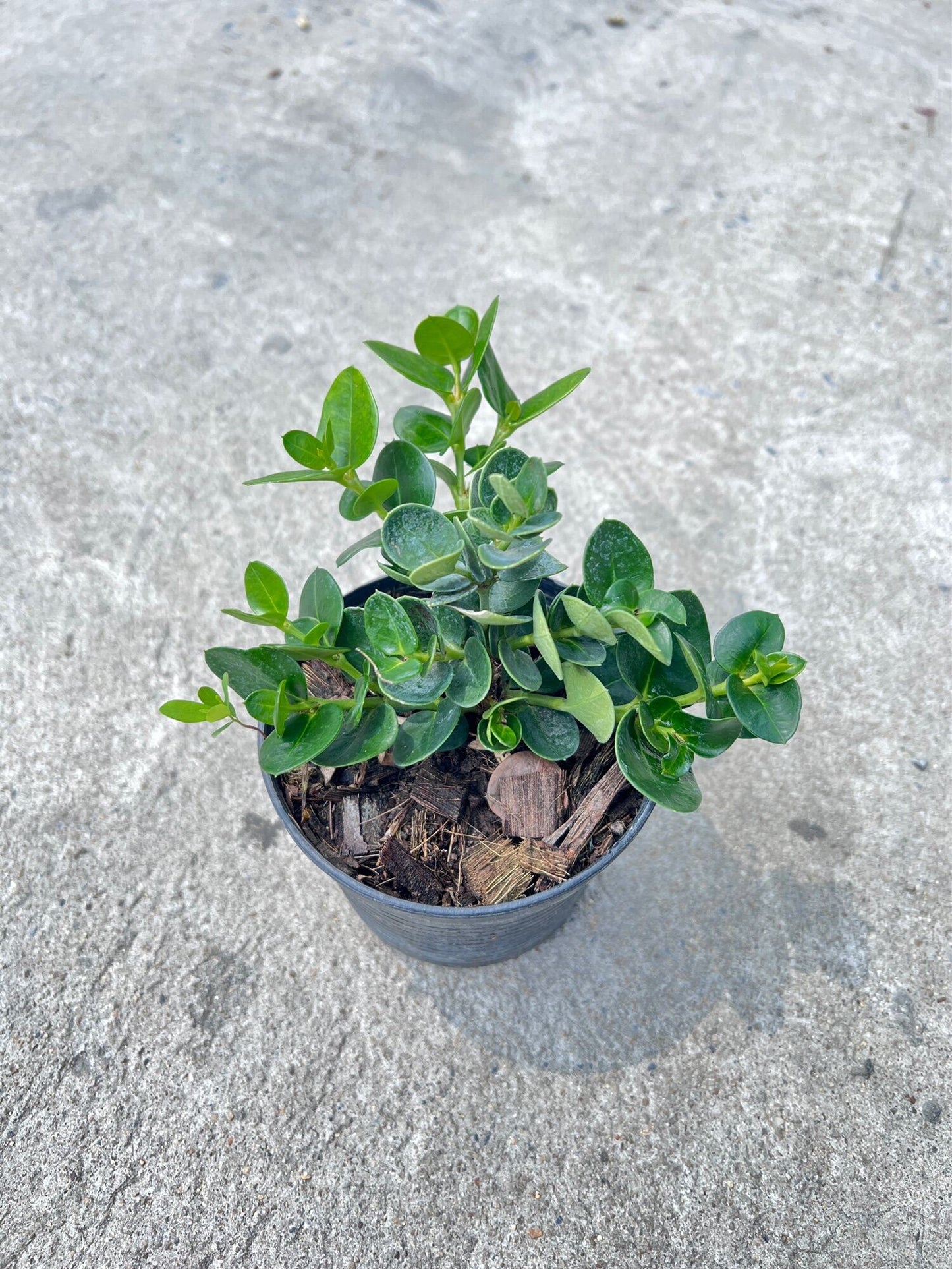 มหาเฮง (Aglaonema 'Mahaheng') ไม้มงคลในกระถาง 4, 6 นิ้ว