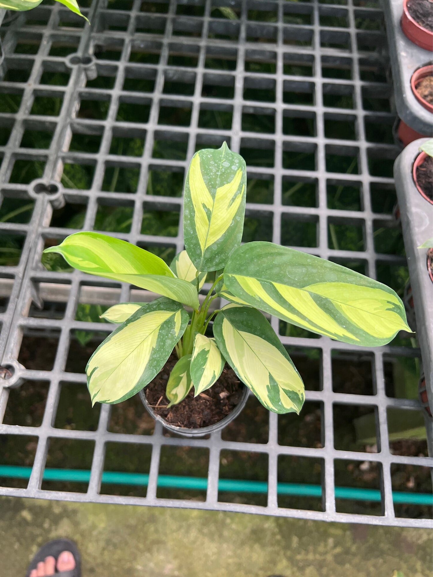 คล้าโมเสก (Goeppertia Insignis) ไม้ใบสวยในกระถาง 3 นิ้ว
