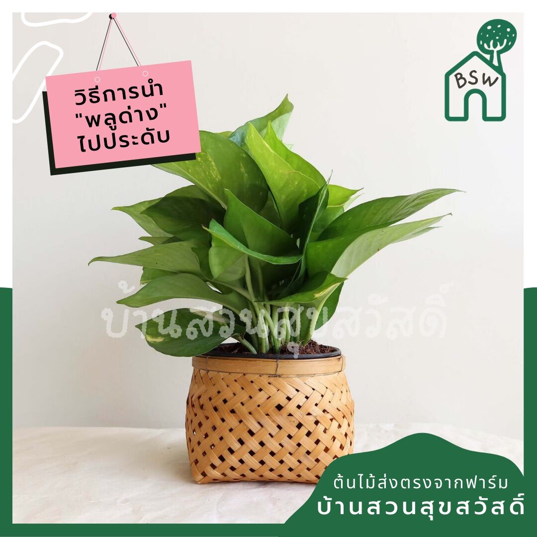 พลูด่างเขียว กระถาง 4 นิ้ว