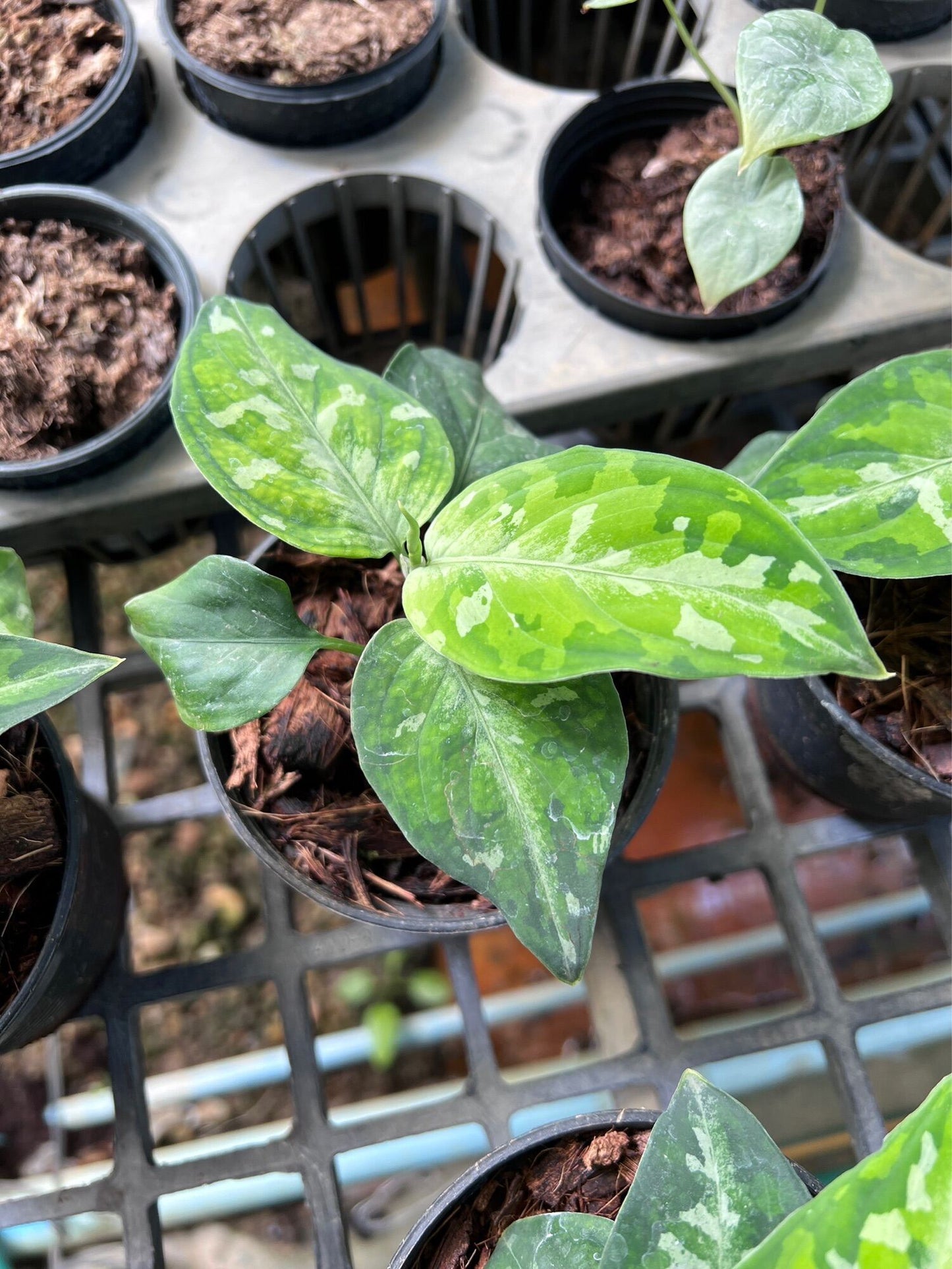 เสือพรานสามสี (Alocasia) ไม้ใบหายากในกระถางพร้อมตั้ง