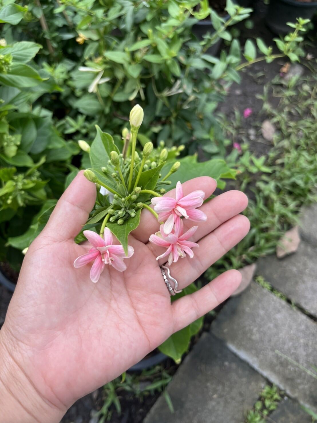 ต้นเล็บมือนาง