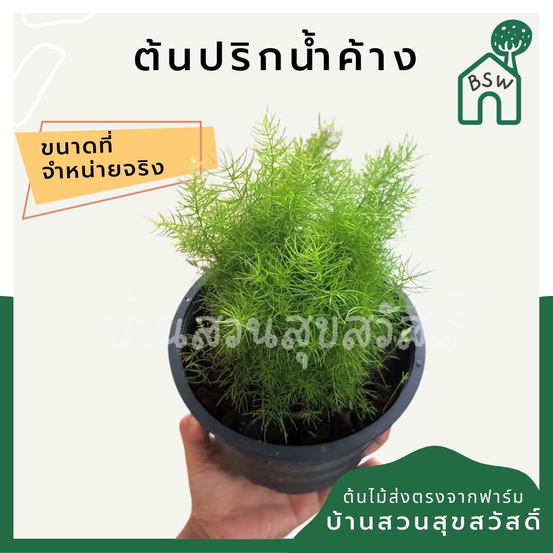 ปริกน้ำค้าง (Asparagus Aethiopicus) ไม้คลุมดินในกระถางพร้อมตั้ง