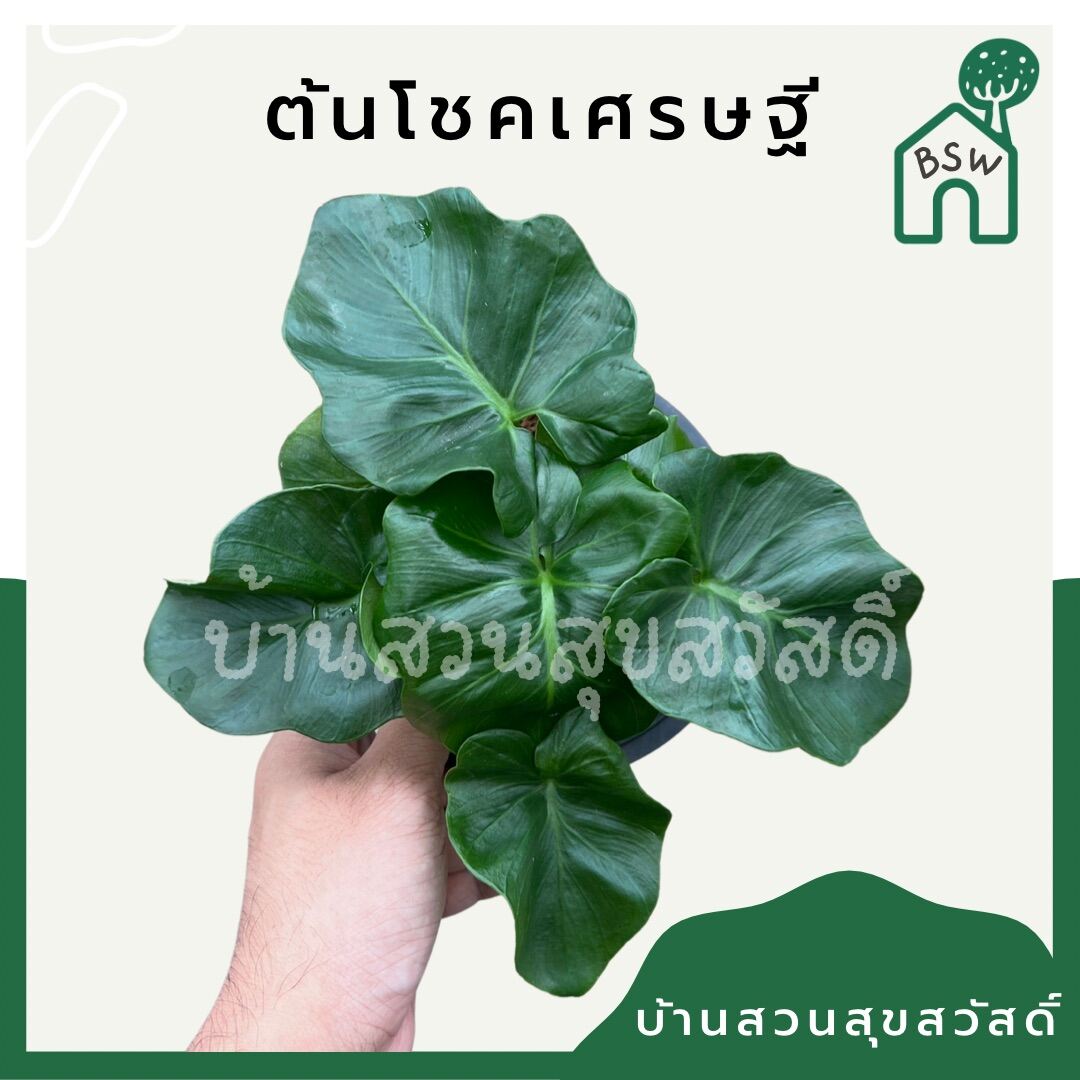 ฟิโลอะตอม (Philodendron 'Atom') ไม้ฟอกอากาศในกระถาง 5-6 นิ้ว