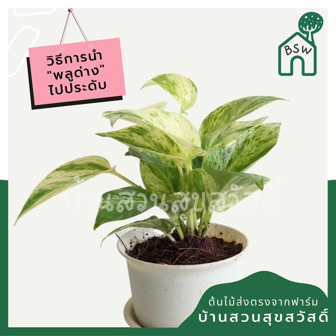 พลูด่างราชินีหินอ่อน (Epipremnum Aureum 'Marble Queen') ไม้ฟอกอากาศในกระถาง 3 นิ้ว