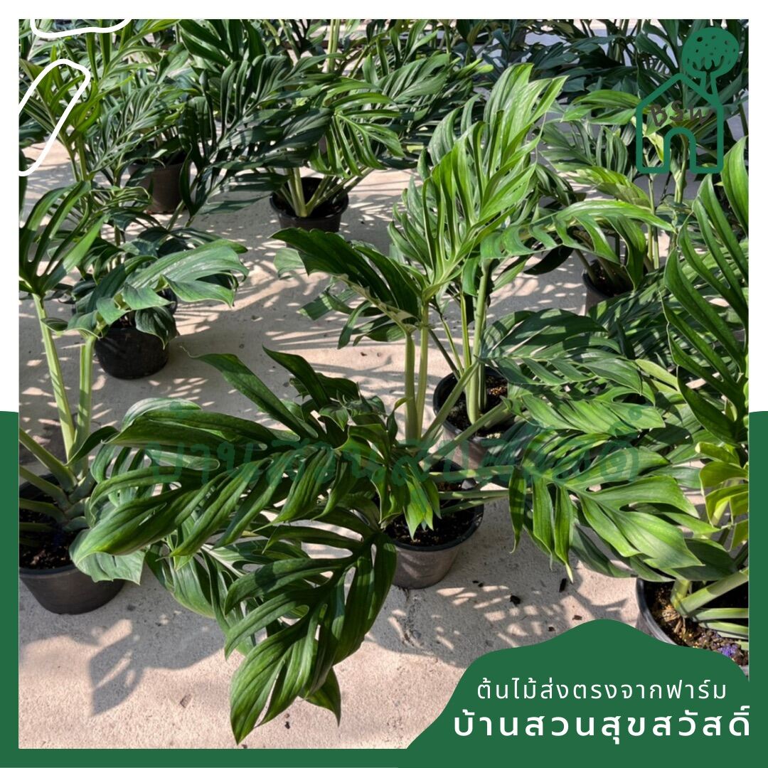 สยามมอนสเตอร่า (Monstera Thai Constellation) ไม้ใบใหญ่ในกระถางพร้อมตั้ง