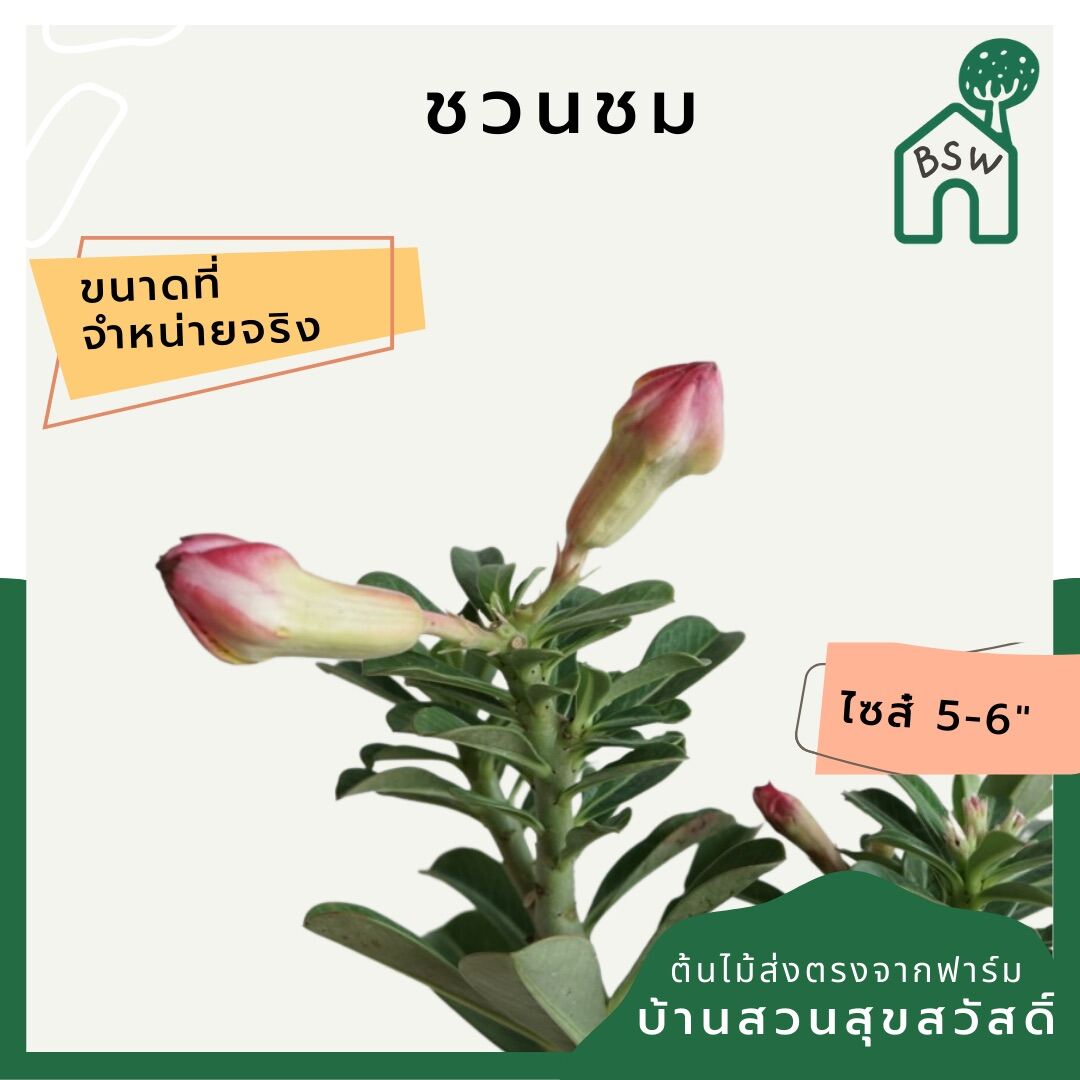 ชวนชม (Adenium Obesum) ไม้ดอกสวยทนแดดในกระถางพร้อมตั้ง