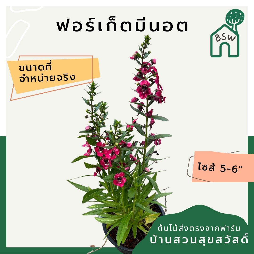 ฟอร์เก็ตมีน็อต (Myosotis Sylvatica) ไม้ดอกความหมายดีในกระถางพร้อมตั้ง