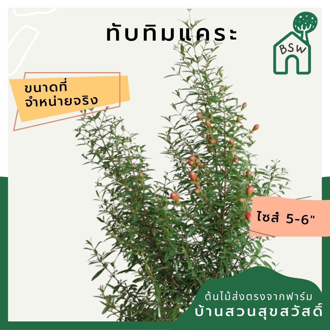 ทับทิมแคระ (Punica Granatum 'Nana') ไม้มงคลในกระถางพร้อมตั้ง