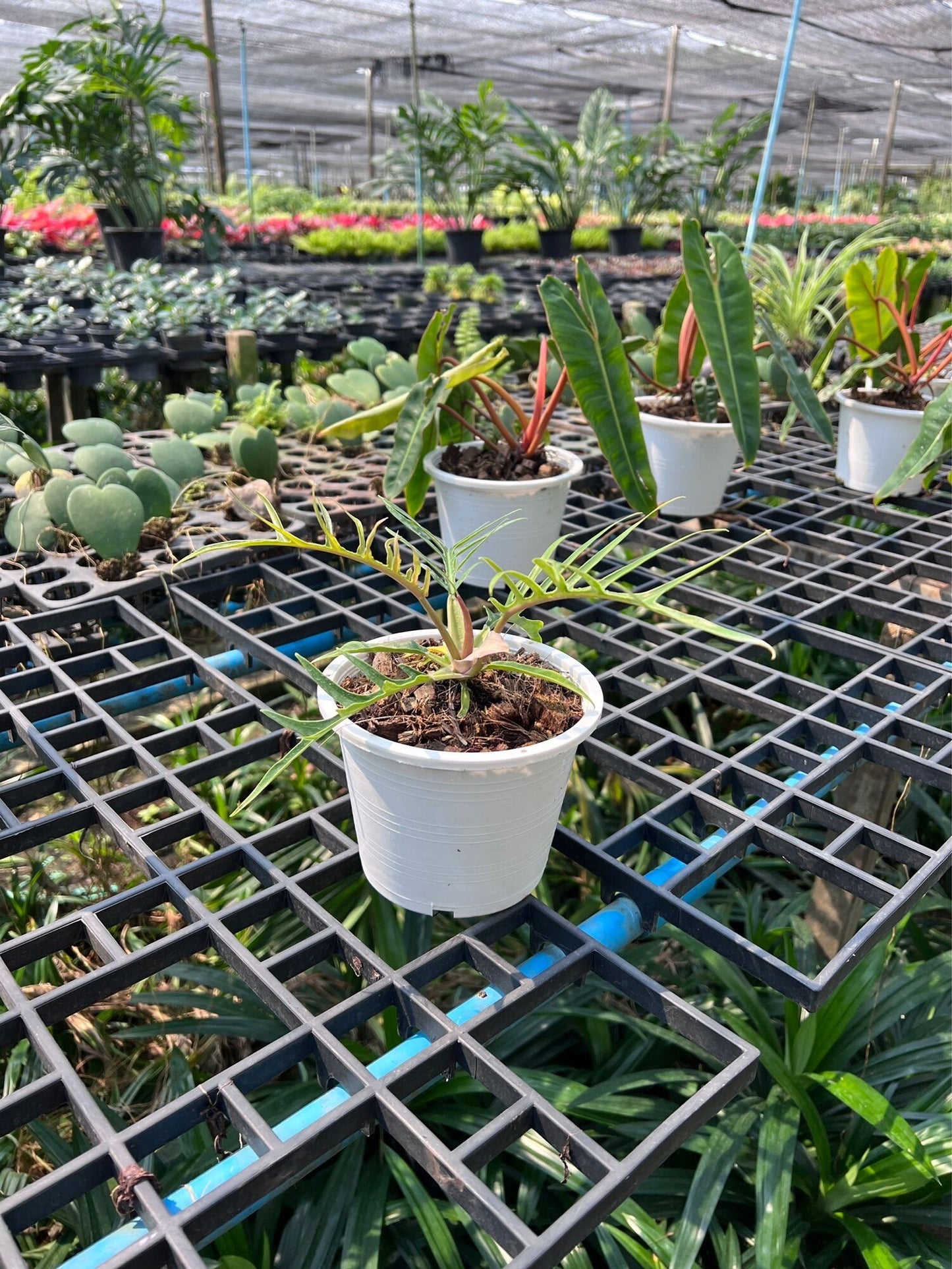 ฟิโลเดนดรอนทอทั่ม (Philodendron Tortum) ไม้ใบสวยในกระถางพร้อมตั้ง