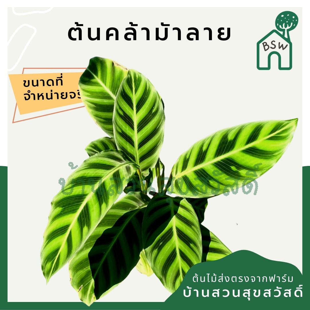 คล้าม้าลาย (Calathea Zebrina) ไม้ใบลายสวยมาก มาในกระถางพร้อมตั้ง