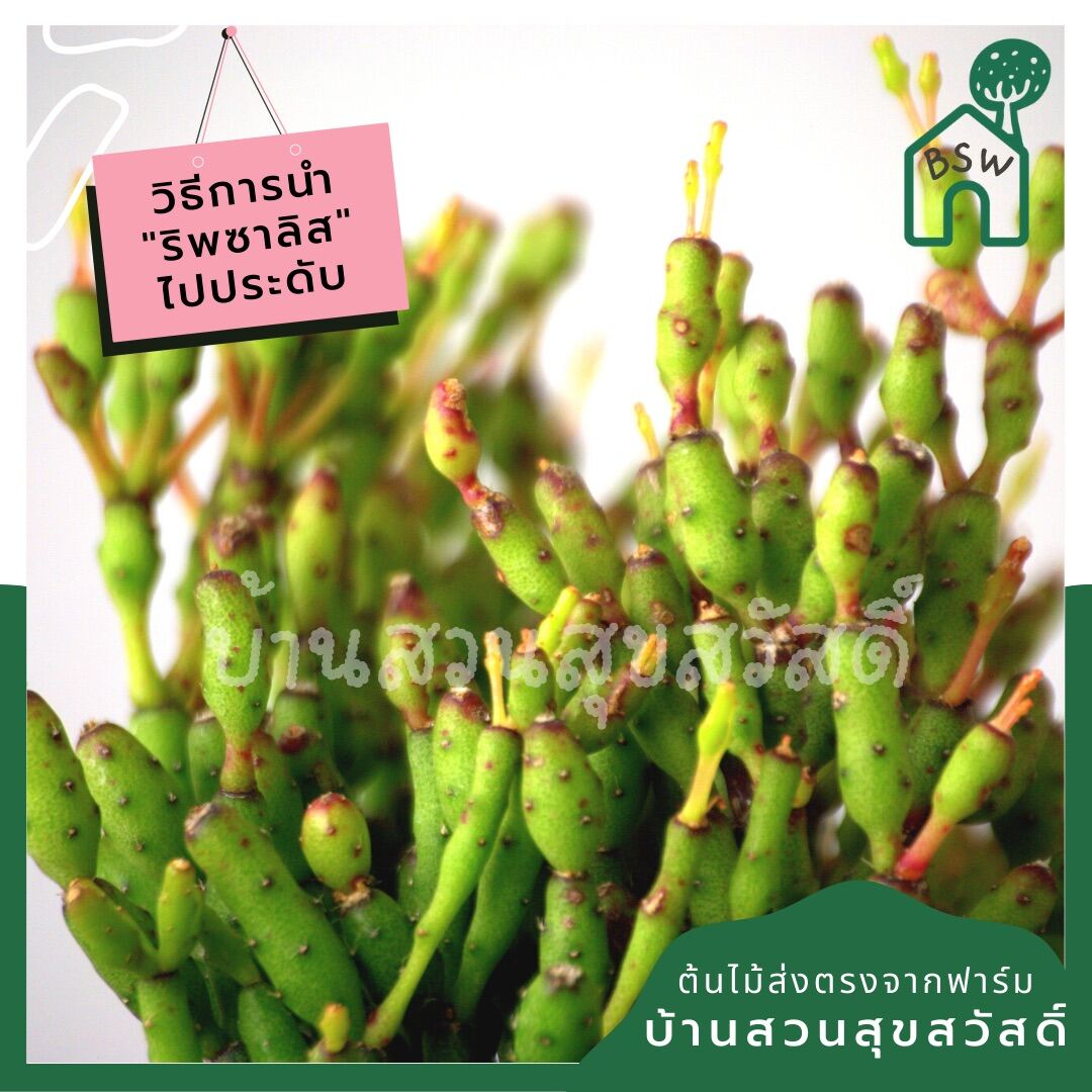 ริพซาลิส ป็อบอาย ในกระถาง 4 นิ้ว Rhipsalis