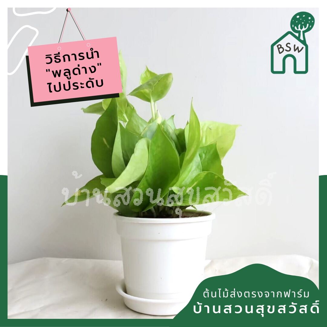 พลูด่างเขียว กระถาง 4 นิ้ว