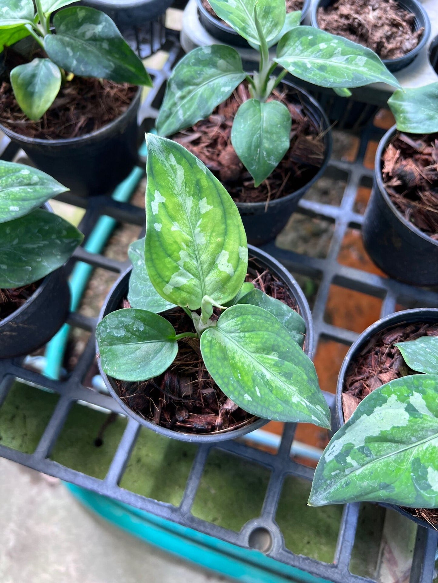 เสือพรานสามสี (Alocasia) ไม้ใบหายากในกระถางพร้อมตั้ง
