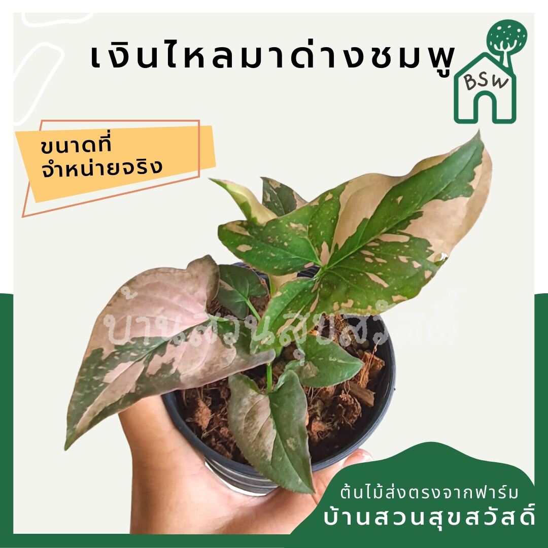 เงินไหลมาด่างชมพู (Syngonium Pink Splash) ไม้ใบสวยในกระถางพร้อมตั้ง