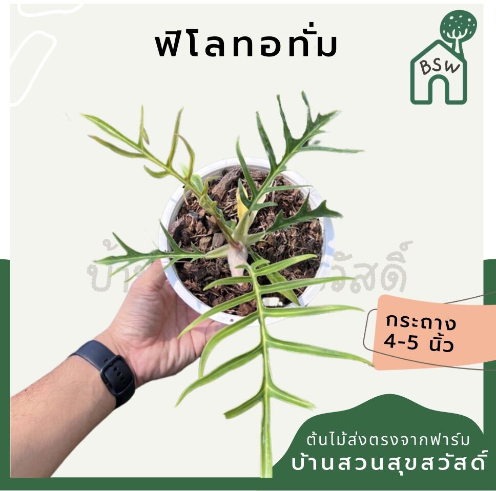 ฟิโลเดนดรอนทอทั่ม (Philodendron Tortum) ไม้ใบสวยในกระถางพร้อมตั้ง
