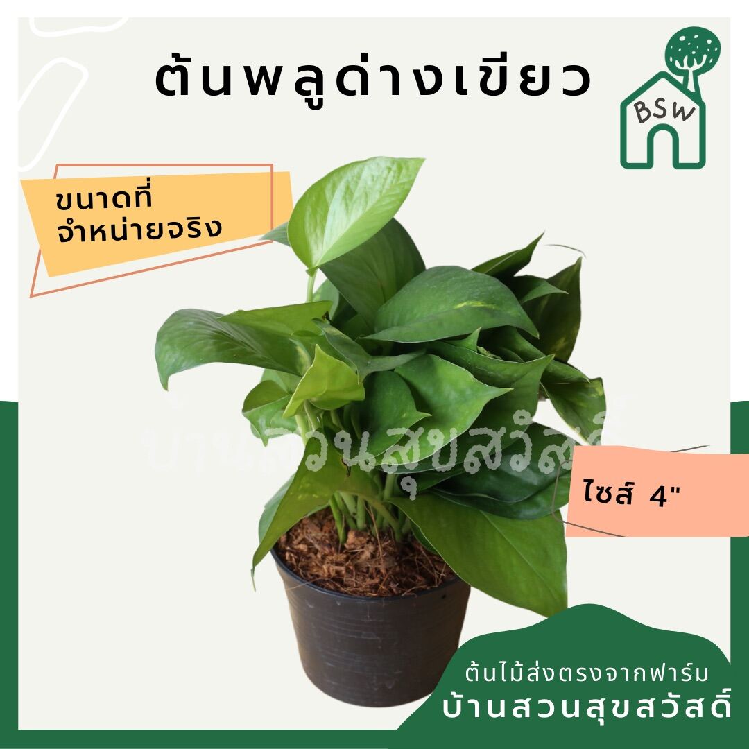พลูด่างเขียว กระถาง 4 นิ้ว