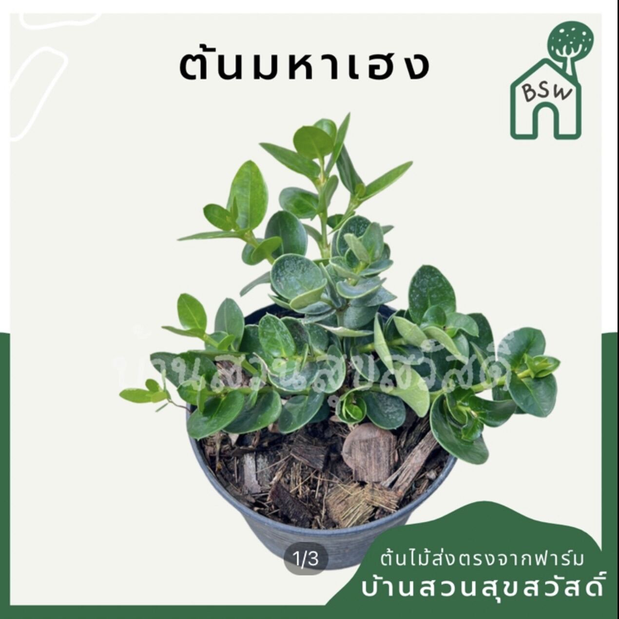 มหาเฮง (Aglaonema 'Mahaheng') ไม้มงคลในกระถาง 4, 6 นิ้ว