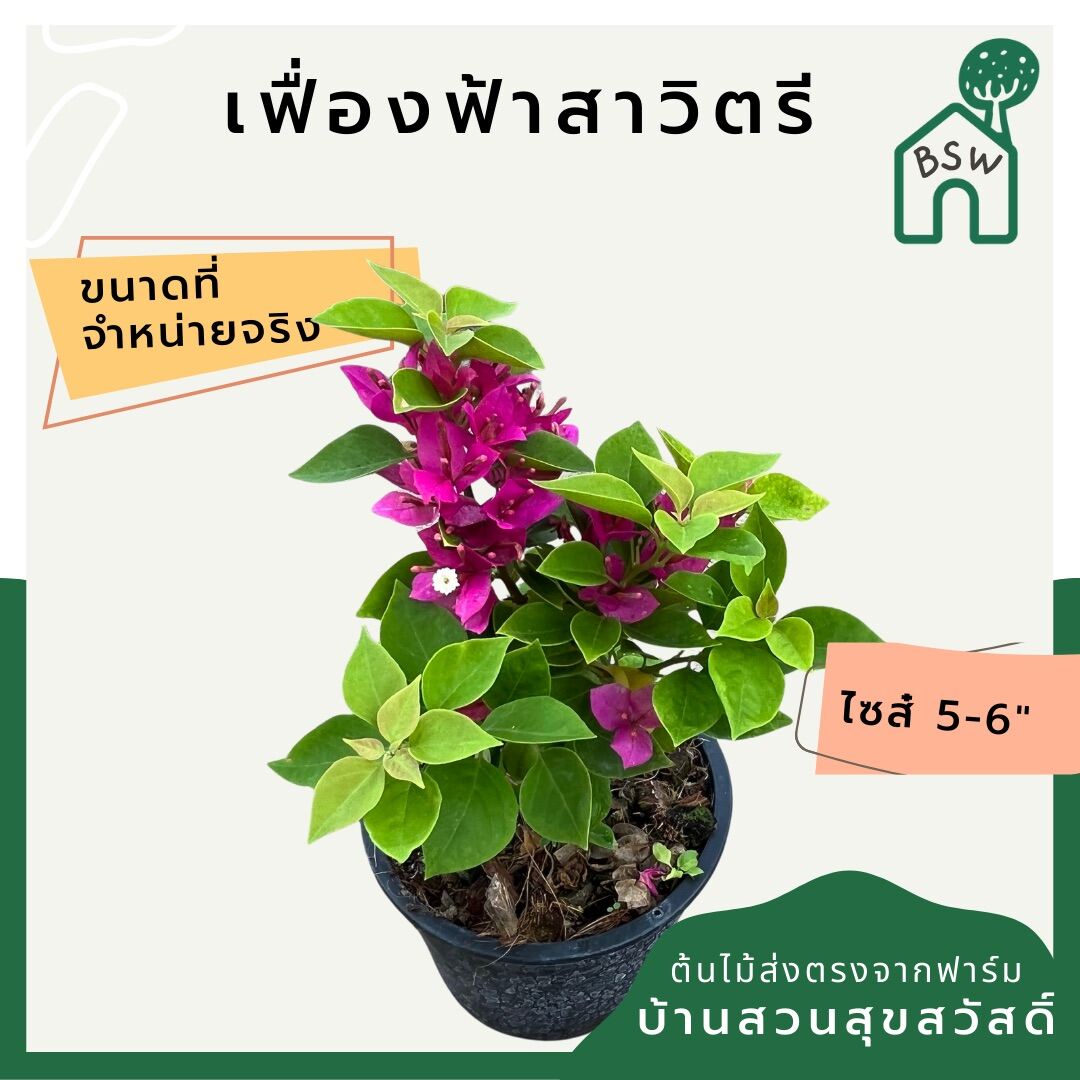 เฟื่องฟ้าสาวิตรี ออกดอกสวยตลอดปี ต้นไม่ใหญ่มาก แต่งสวนน่ารัก