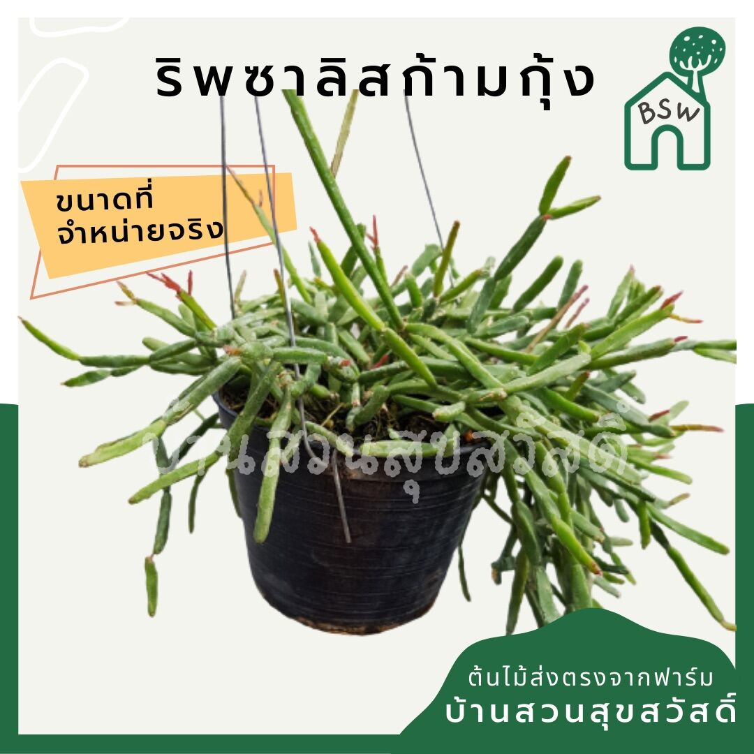 ริพซาลิสก้ามกุ้ง ในกระถาง 4 นิ้ว Rhipsalis