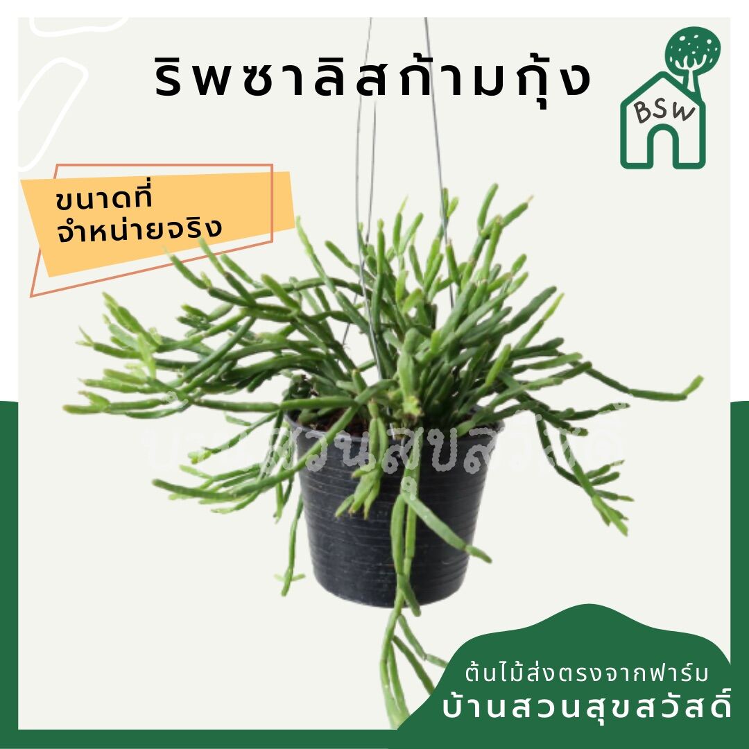 ริพซาลิสก้ามกุ้ง ในกระถาง 4 นิ้ว Rhipsalis