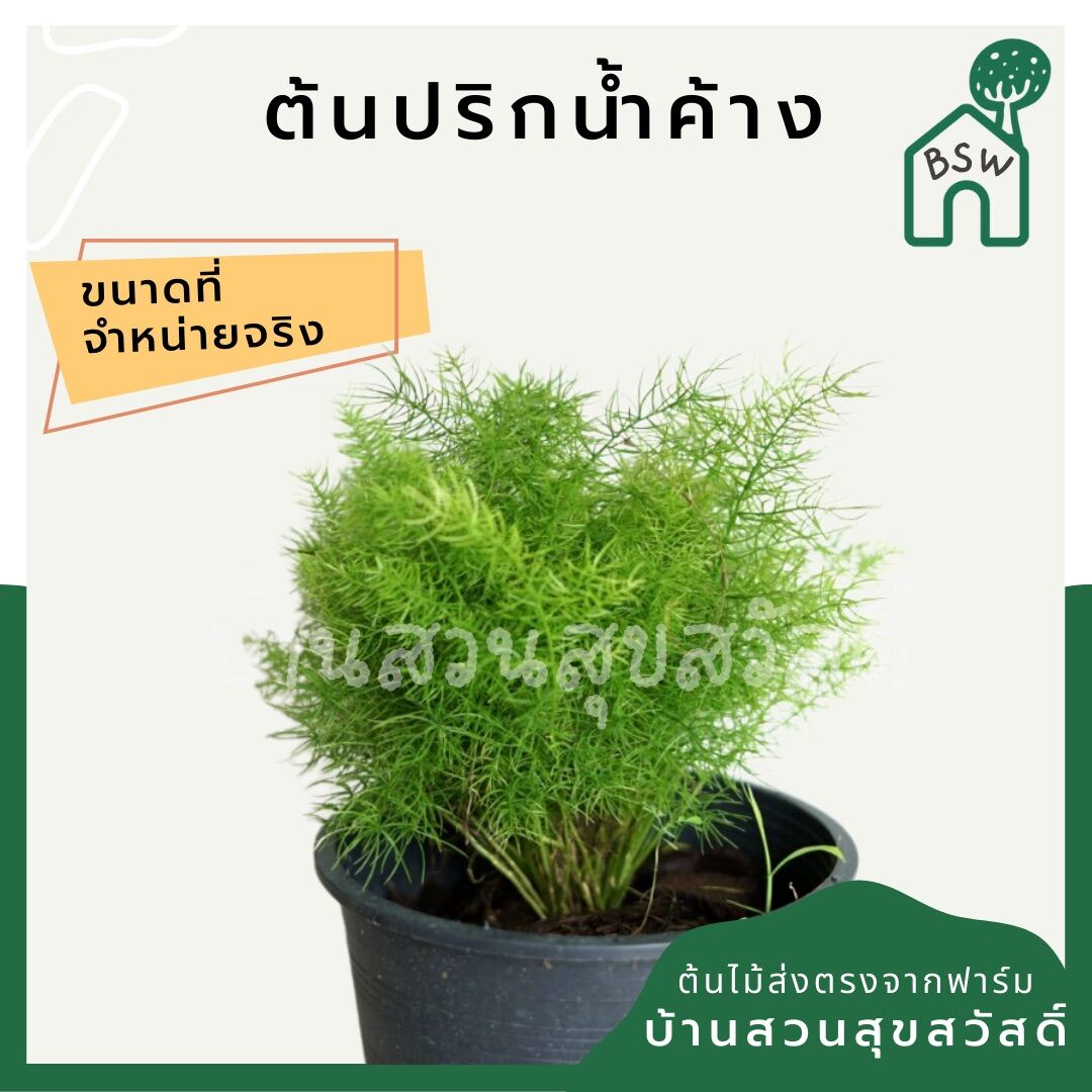 ปริกน้ำค้าง (Asparagus Aethiopicus) ไม้คลุมดินในกระถางพร้อมตั้ง