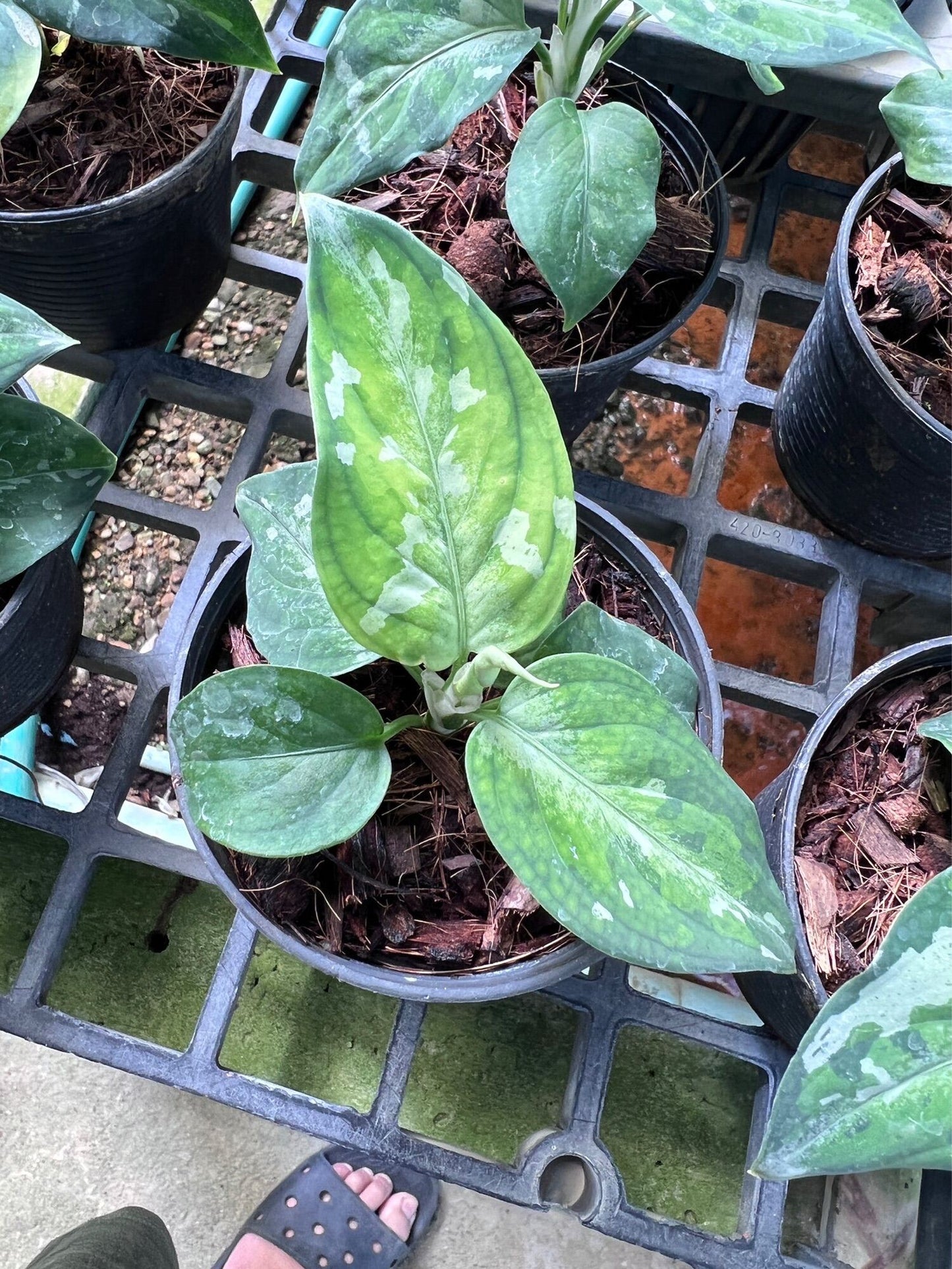 เสือพรานสามสี (Alocasia) ไม้ใบหายากในกระถางพร้อมตั้ง